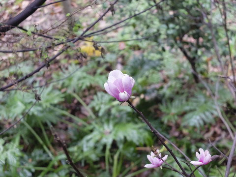 玉蘭花