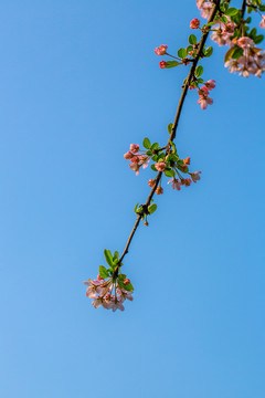 海棠