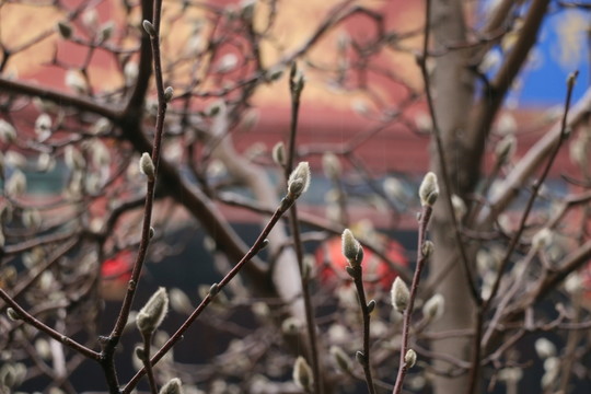 樹枝