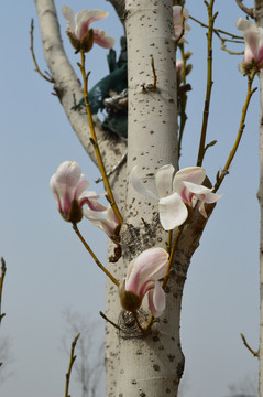 玉蘭樹(shù)