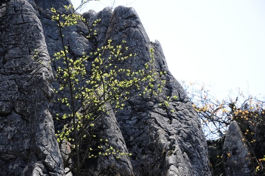 華鎣山石林