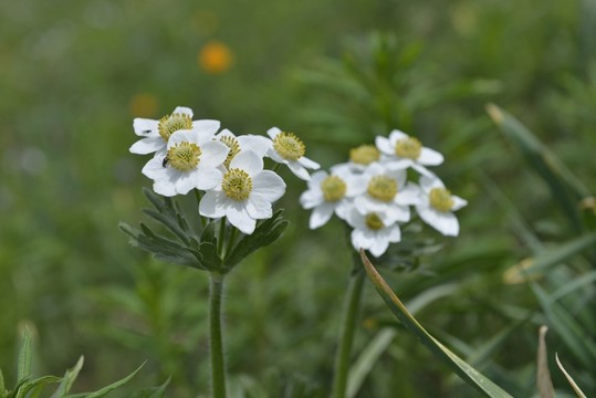 芹葉銀蓮花