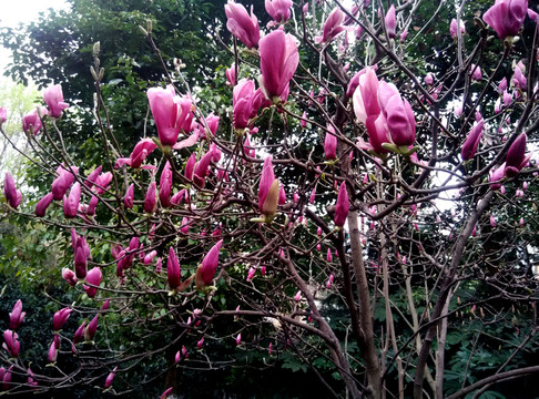 玉蘭花