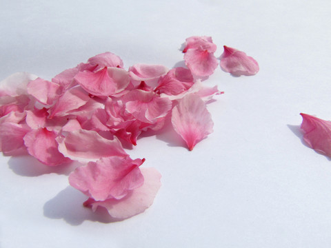 桃花花瓣