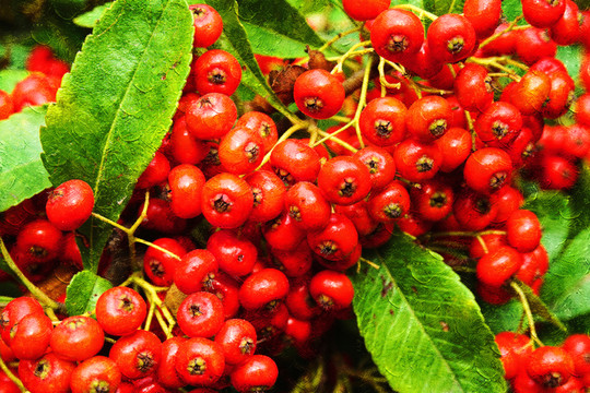 電腦繪畫 油畫 紅色野果