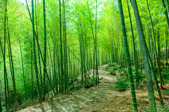 陽(yáng)光竹林小路