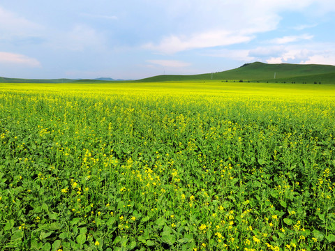 夏季油菜田