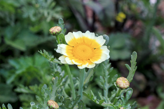 黃色野花 菊科花 菜花 茼蒿