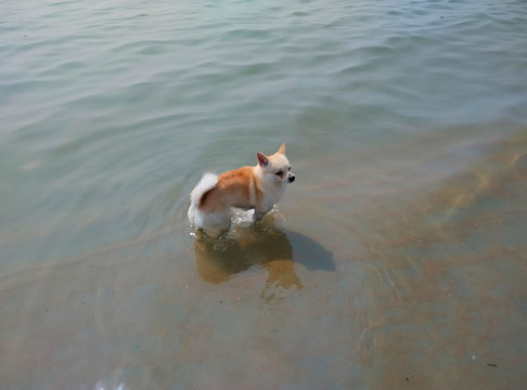 狗