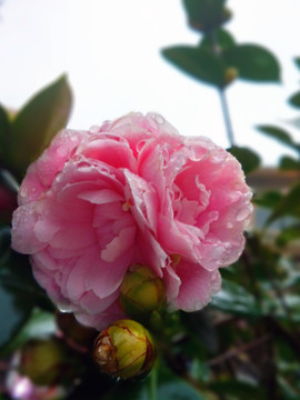 并蒂山茶