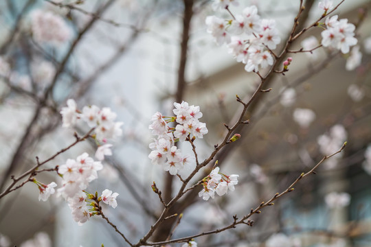 櫻花