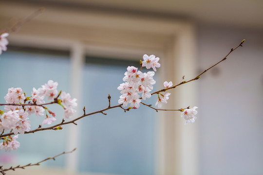 櫻花