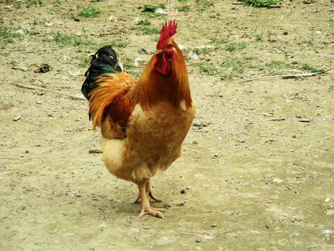 雞