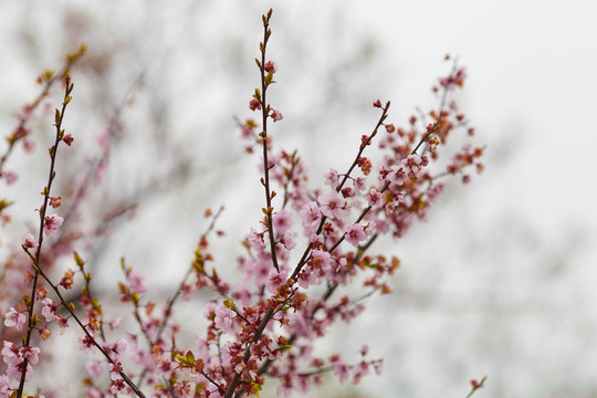 梅花