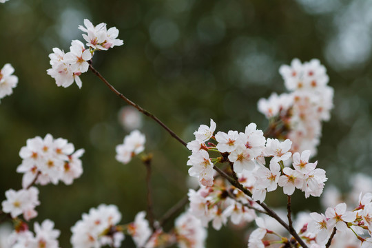 櫻花