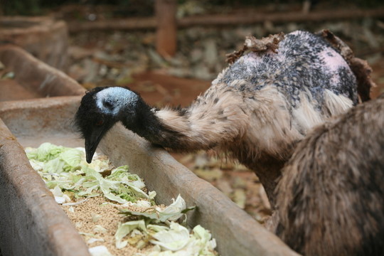 鴯鹋 鳥類 動物園