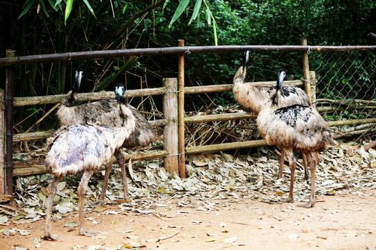 鴯鹋 鳥(niǎo)類 動(dòng)物園