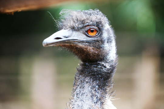 鴯鹋 鳥類 動物園