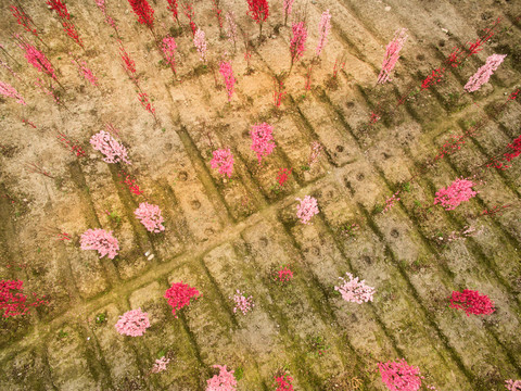 航拍桃花