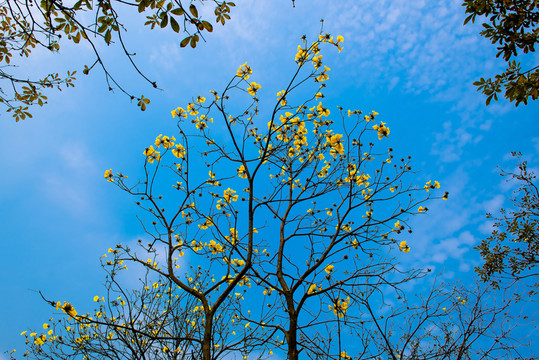 黃花風鈴木樹冠