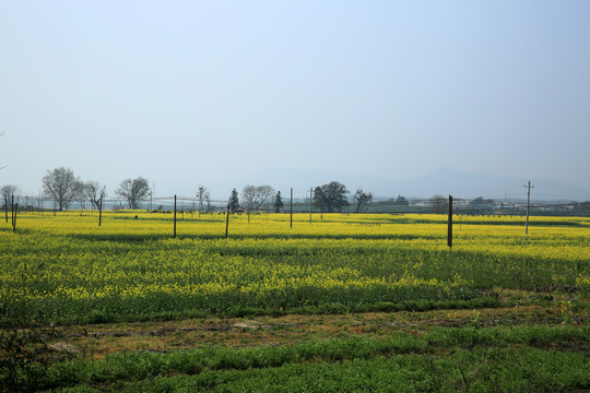 油菜花 田野 田園 農(nóng)村 農(nóng)田