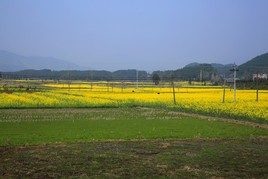 油菜花