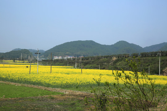 油菜花