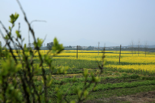 油菜花