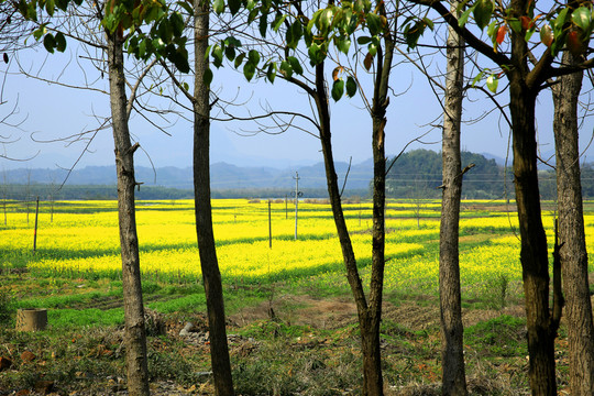 油菜花