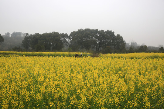 油菜花 田野 田園 農村 農事