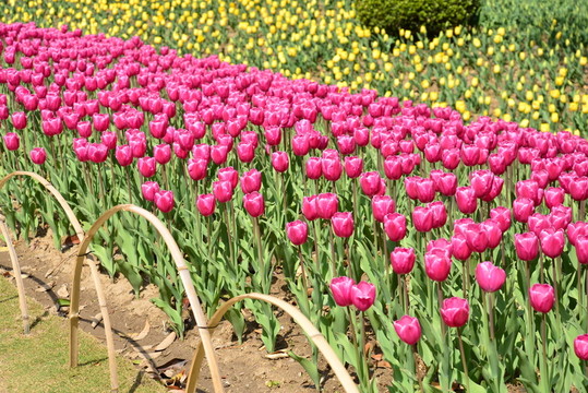 郁金香花園
