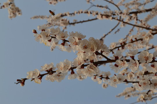 杏花