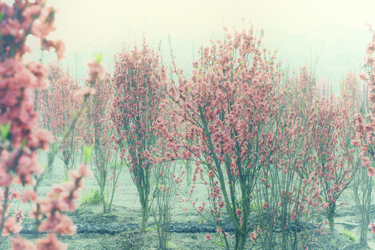 桃花