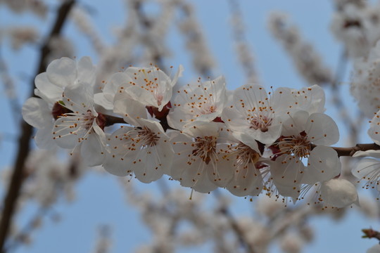 杏花