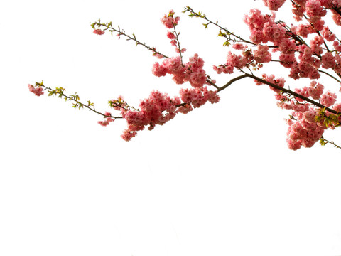 一枝櫻花