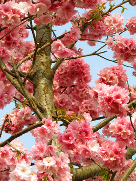 櫻花樹(shù)