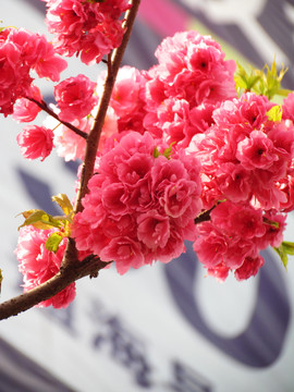 櫻花