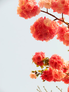 櫻花