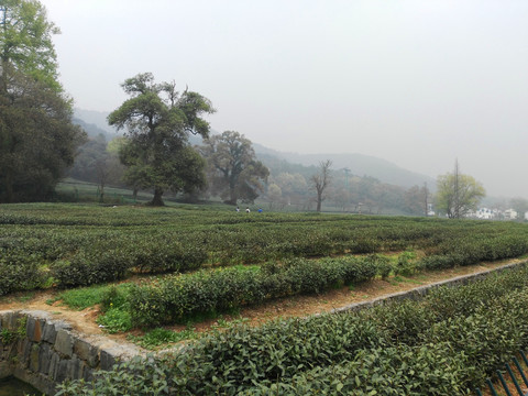 茶田