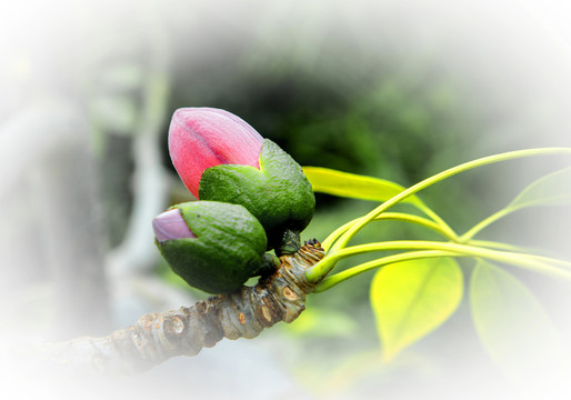 木棉花