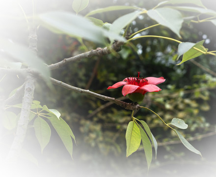 木棉花