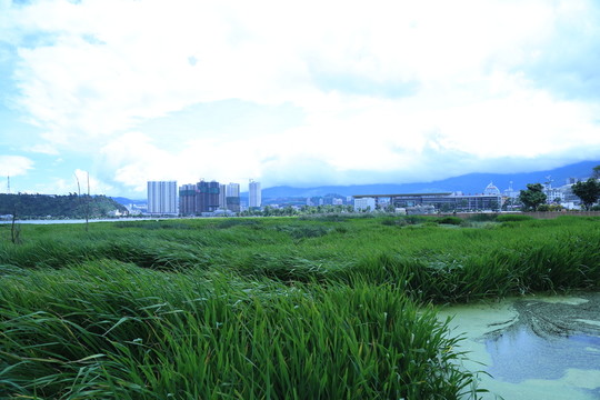 洱海濕地