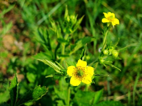 黃色野花