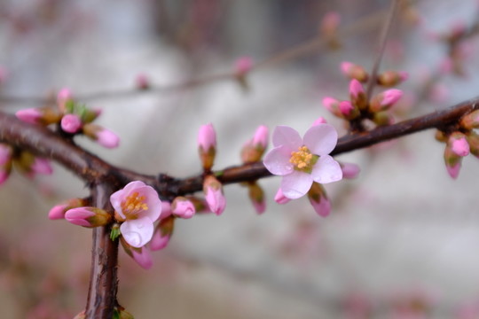 榆葉梅