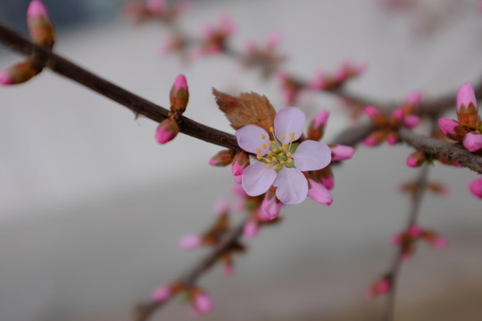 花朵