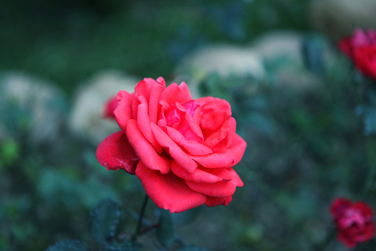 花