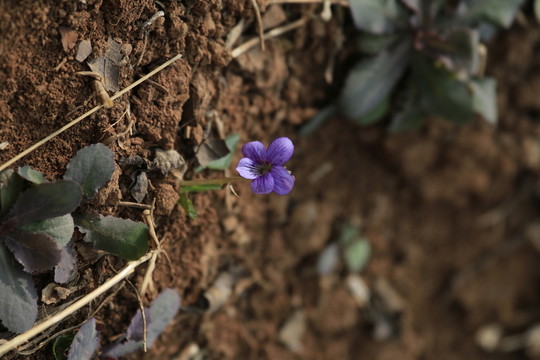 野花