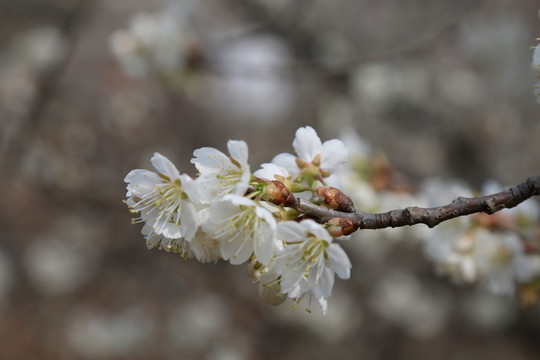 櫻桃花