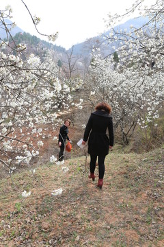 山花爛漫