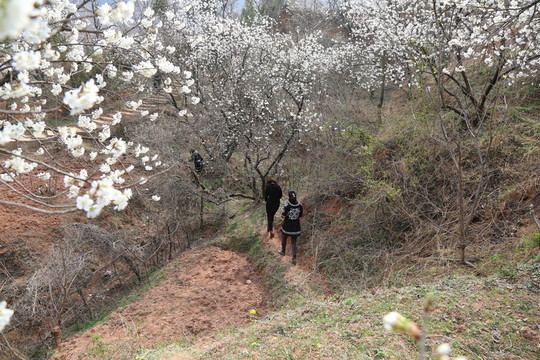 山花爛漫